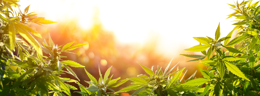 cannabis e cosmetici CBD